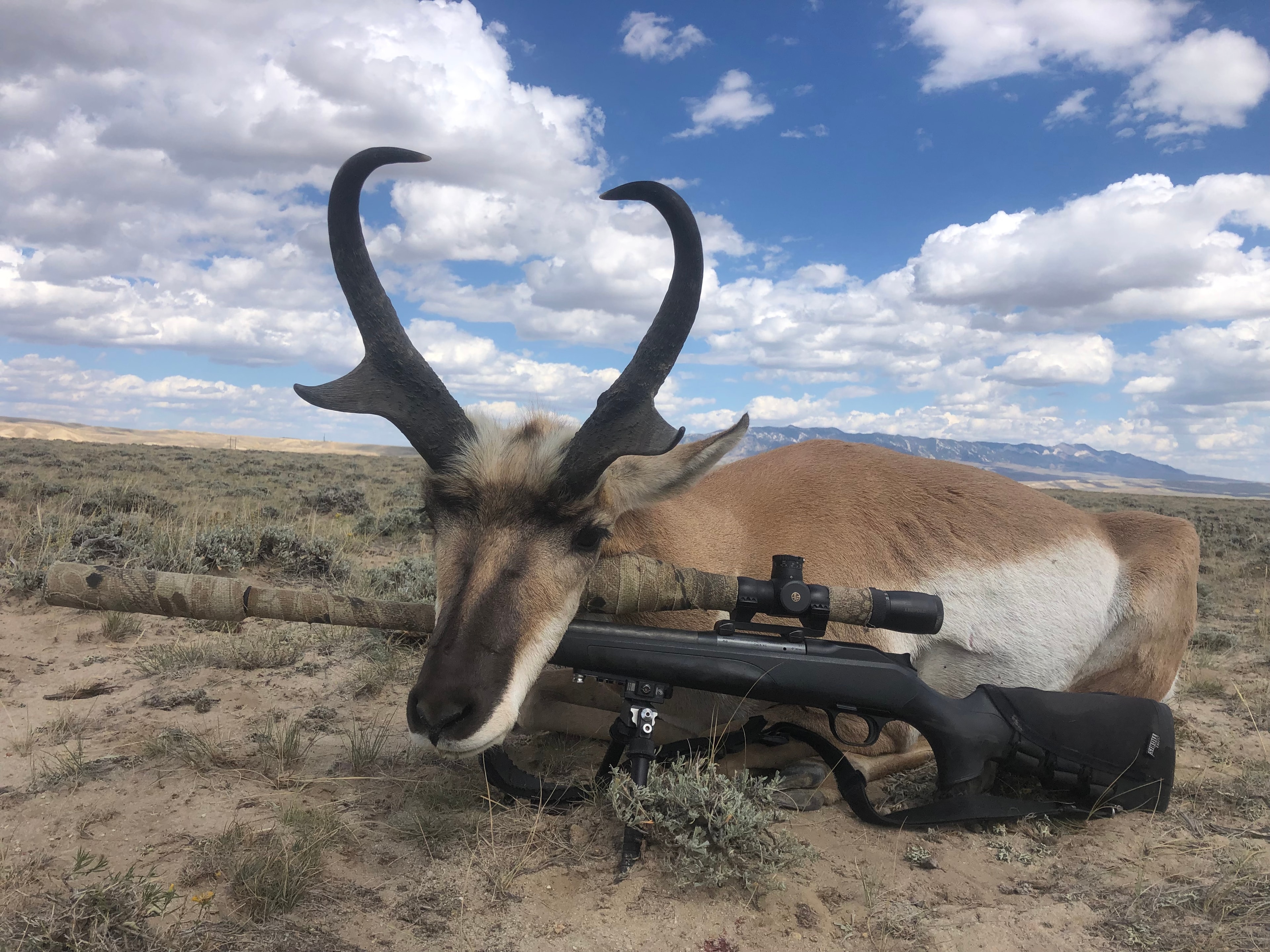 Harvested antelope with scoped rifle on bipod, mountain backdrop