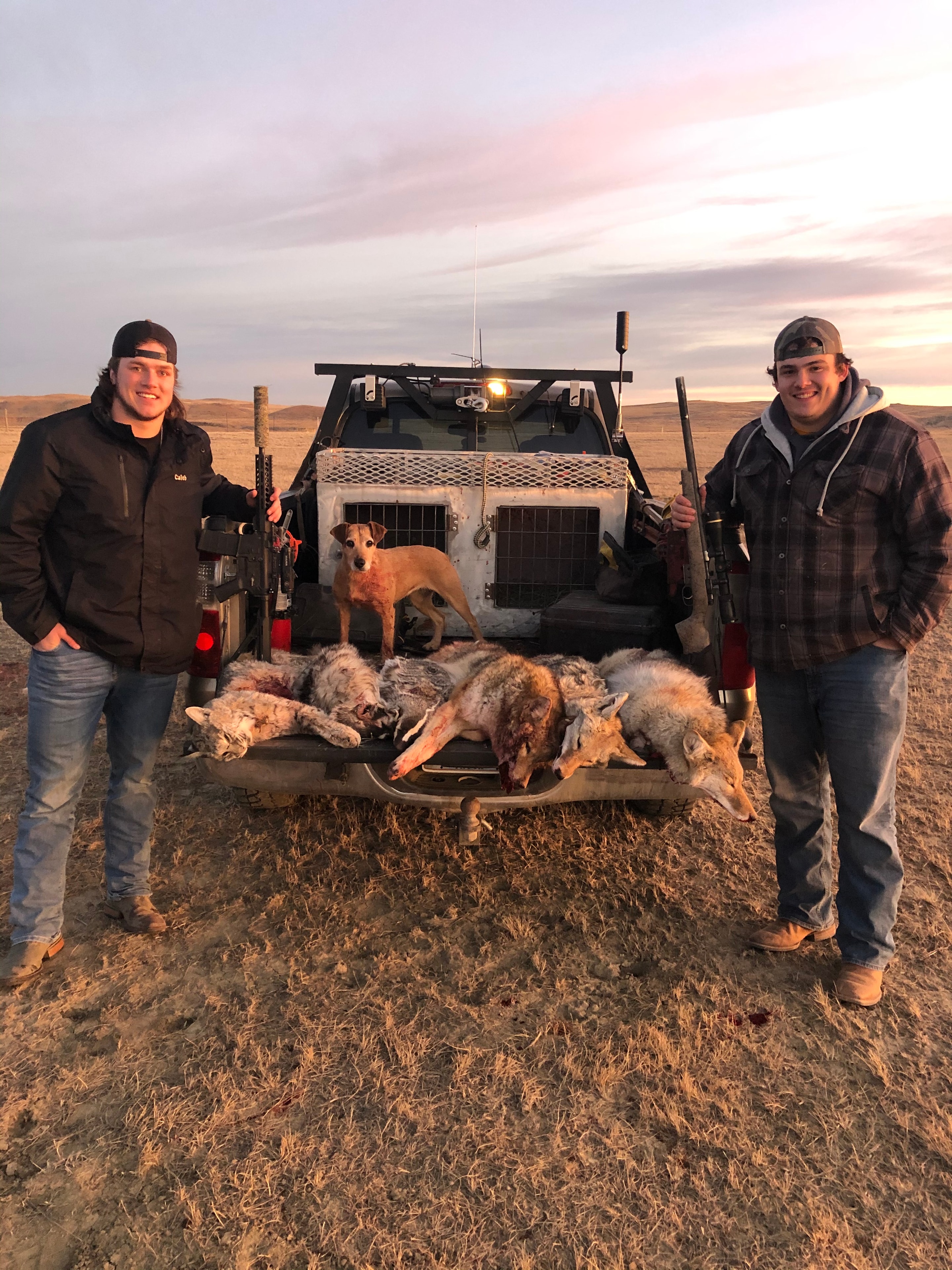 Two hunters with harvested coyotes at truck tailgate