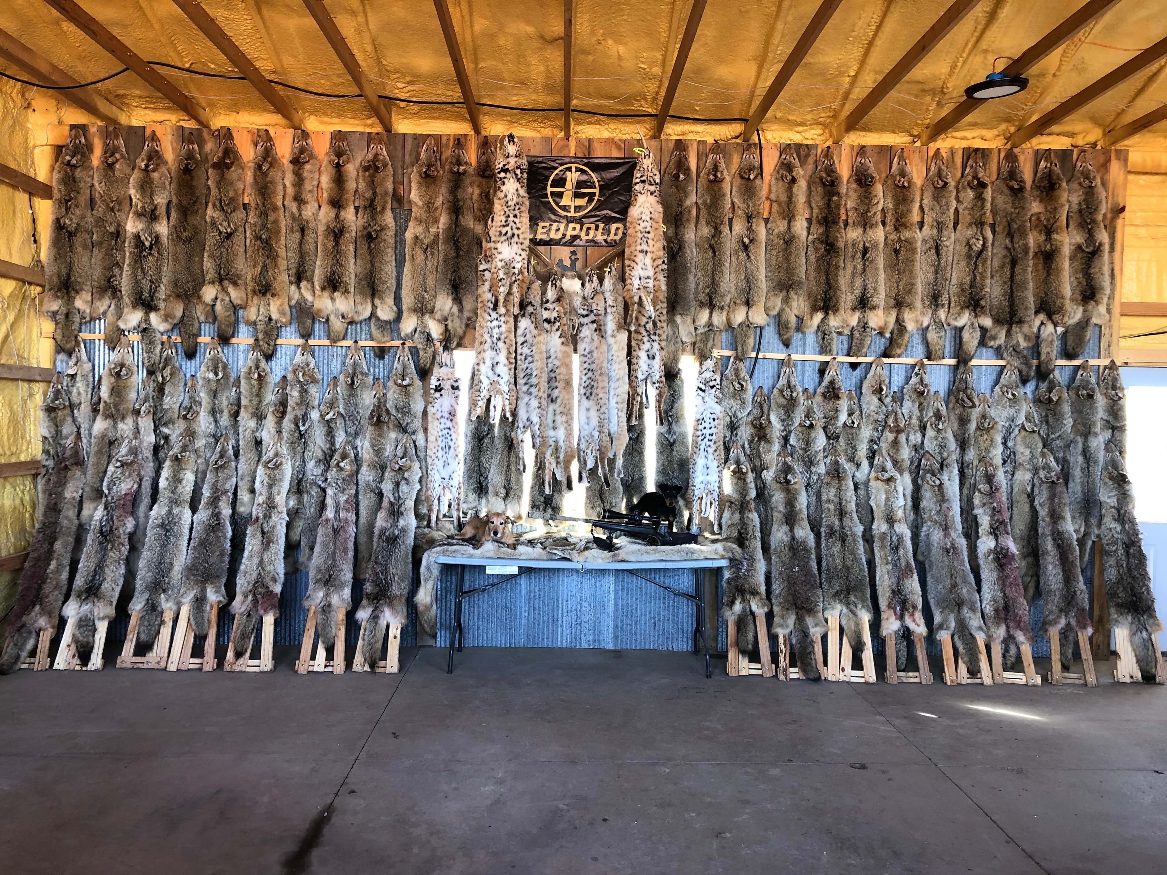 Fur shed with rows of coyote and bobcat pelts under Leupold banner