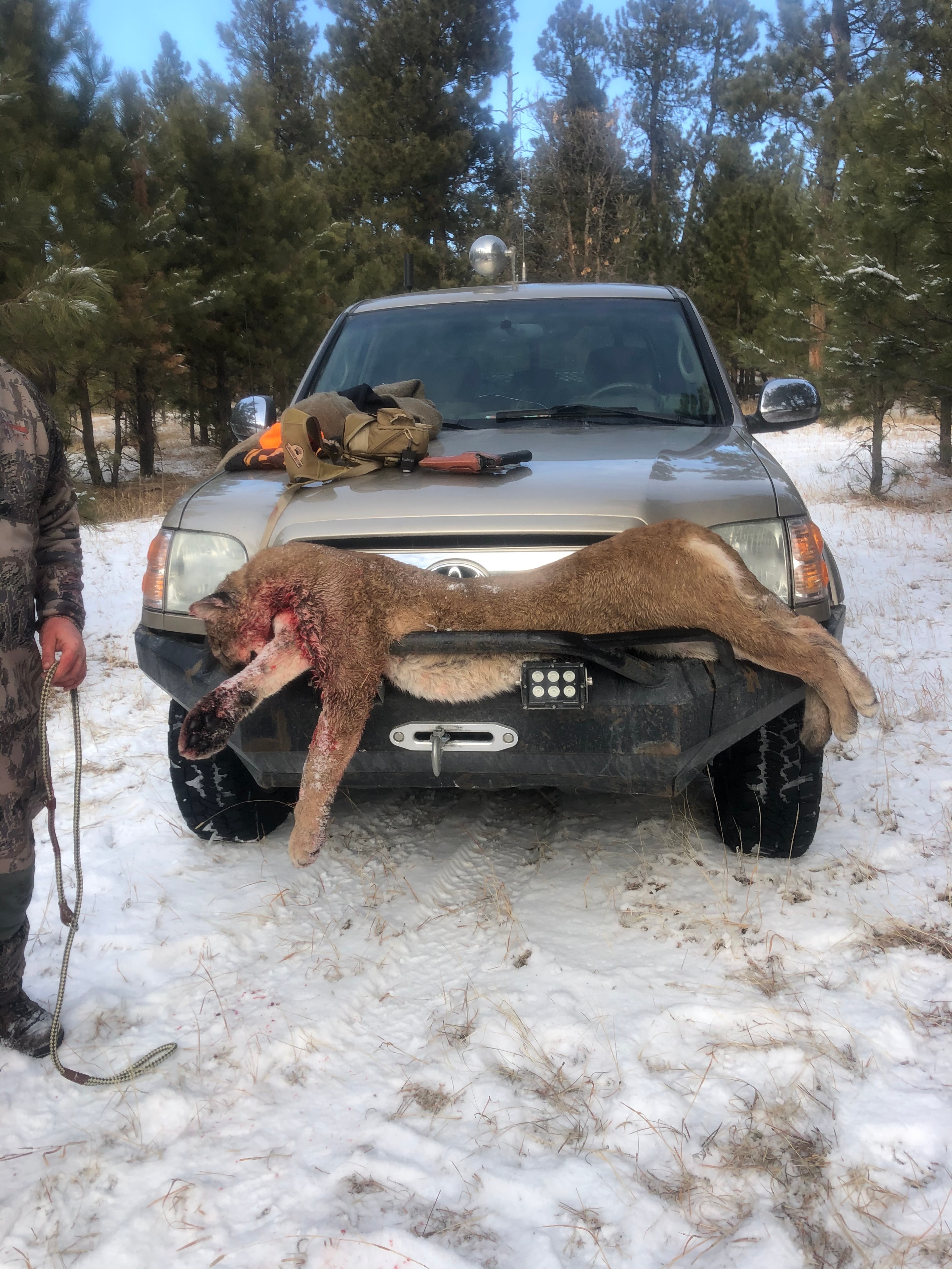 Harvested mountain lion draped over truck hood in snowy forest