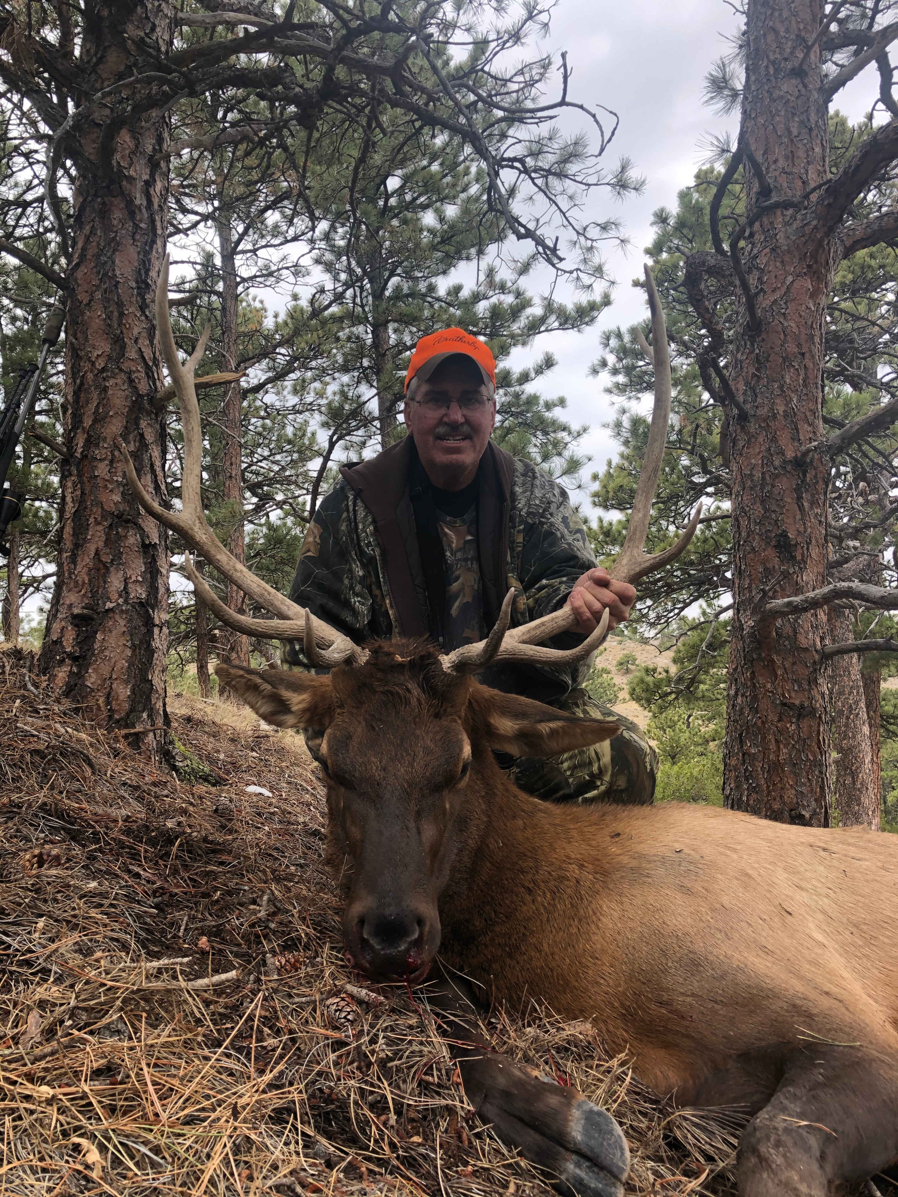 Hunter with harvested bull elk in pine forest, orange hat