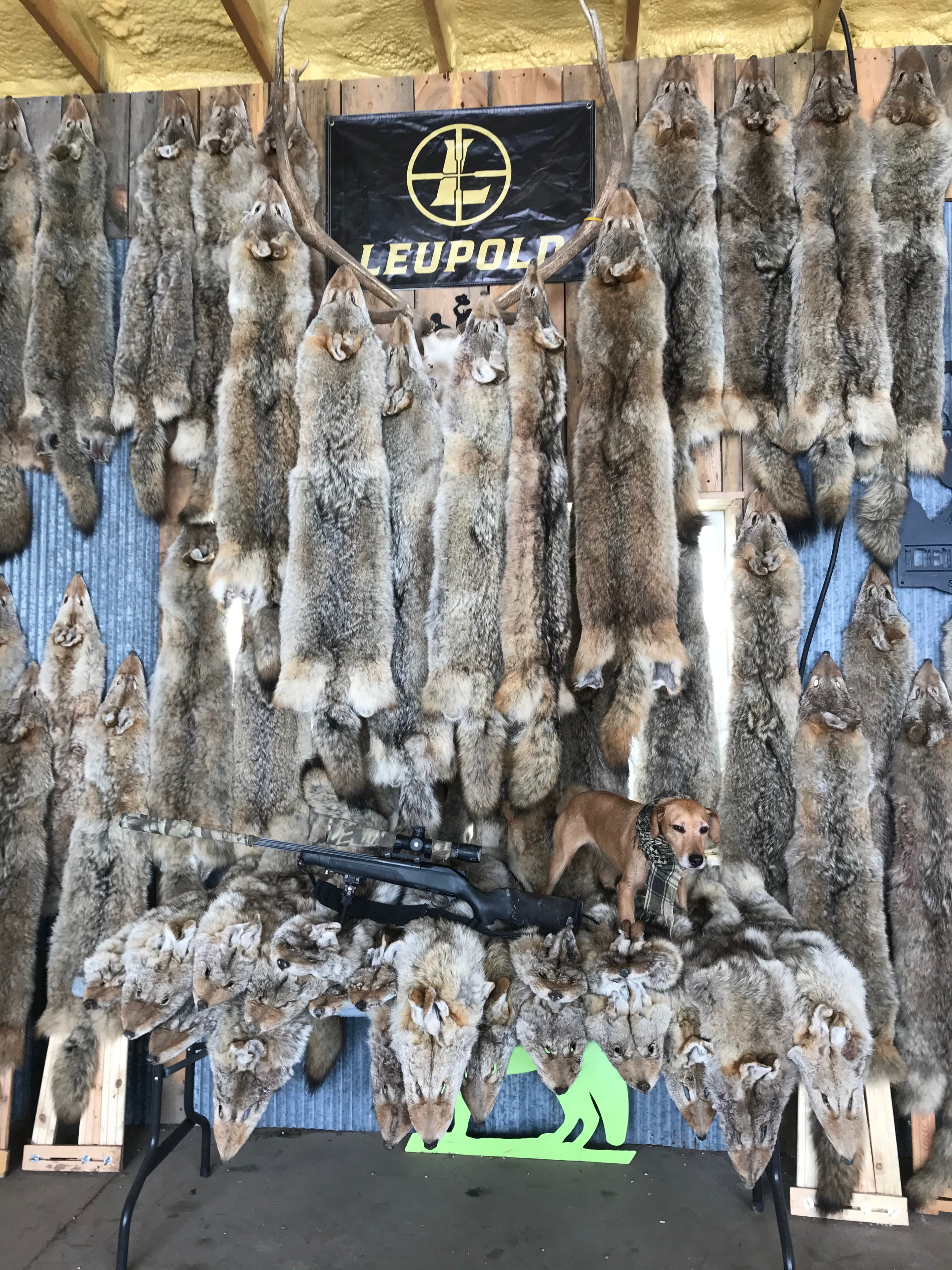 Rows of coyote pelts displayed with Leupold banner and scoped rifle