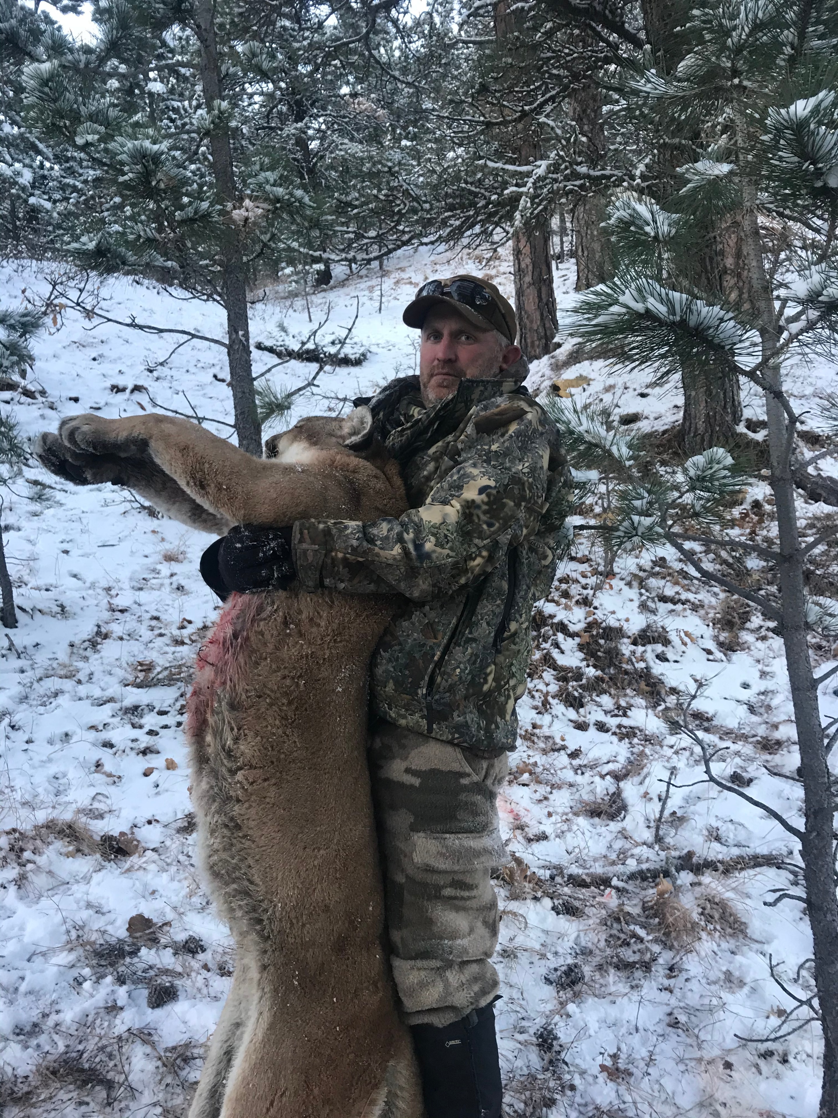 Hunter with harvested mountain lion in snowy pine forest