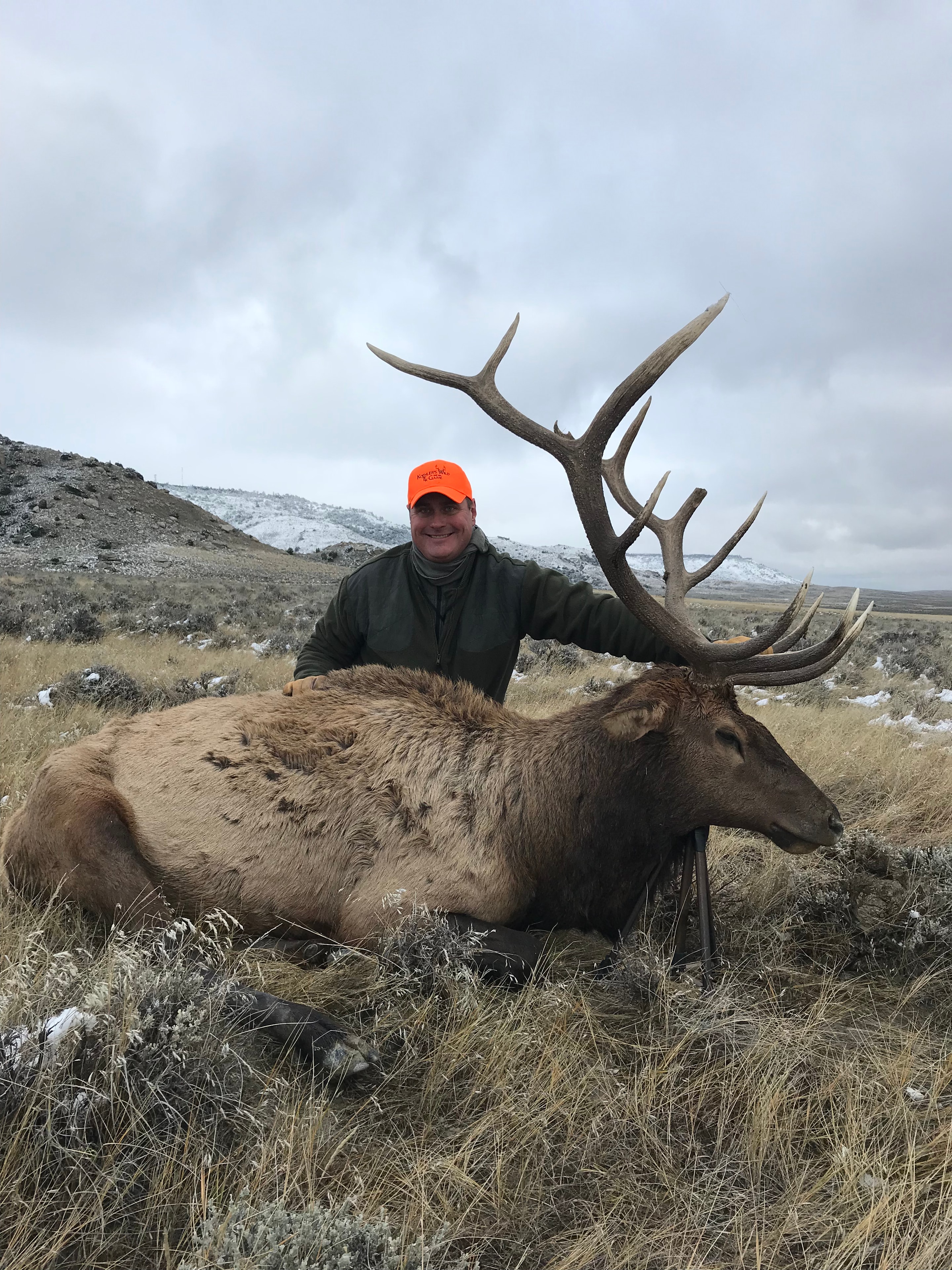 Hunter with bull elk and orange hat in winter grass
